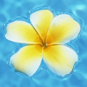 Meet your Posher, Calluna